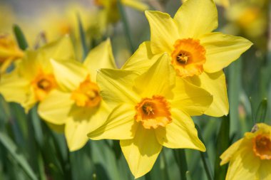 Çiçekler açtığında nergis (narcissus) çiçeklerini kapat