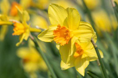 Çiçekler açtığında nergis (narcissus) çiçeklerini kapat