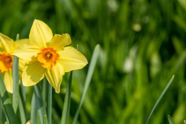 Çiçekler açtığında nergis (narcissus) çiçeklerini kapat