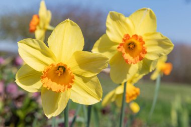 Çiçekler açtığında nergis (narcissus) çiçeklerini kapat