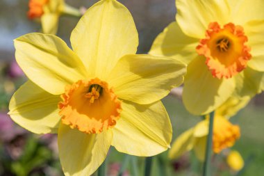 Çiçekler açtığında nergis (narcissus) çiçeklerini kapat