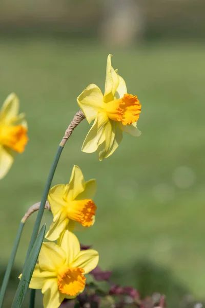 Primer Plano Las Flores Narciso Flor —  Fotos de Stock