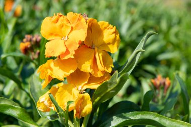 Turuncu duvar çiçeklerini (erysimum cheiri) çiçek açarak kapat