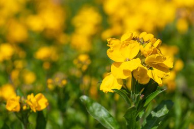 Sarı duvar çiçeklerinin (erysimum cheiri) açılışını kapat