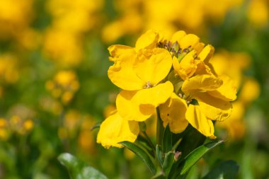 Sarı duvar çiçeklerinin (erysimum cheiri) açılışını kapat