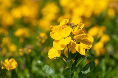Sarı duvar çiçeklerinin (erysimum cheiri) açılışını kapat