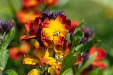 Kırmızı duvar çiçeklerinin (erysimum cheiri) açılışını kapat