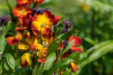 Kırmızı duvar çiçeklerinin (erysimum cheiri) açılışını kapat
