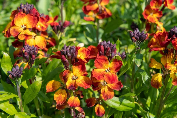 Kırmızı duvar çiçeklerinin (erysimum cheiri) açılışını kapat