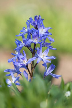 Kar (scilla forbesii) çiçeklerinin açtığı görkemine yaklaş