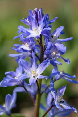 Kar (scilla forbesii) çiçeklerinin açtığı görkemine yaklaş
