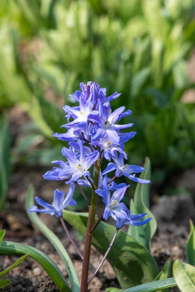 Primer Plano Gloria Nieve Scilla Forbesii Flores Flor —  Fotos de Stock