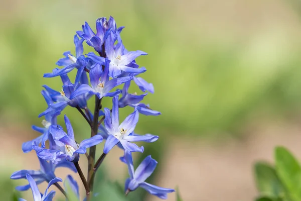 Zblízka Slávy Sněhu Scilla Forbesii Květiny Rozkvětu — Stock fotografie