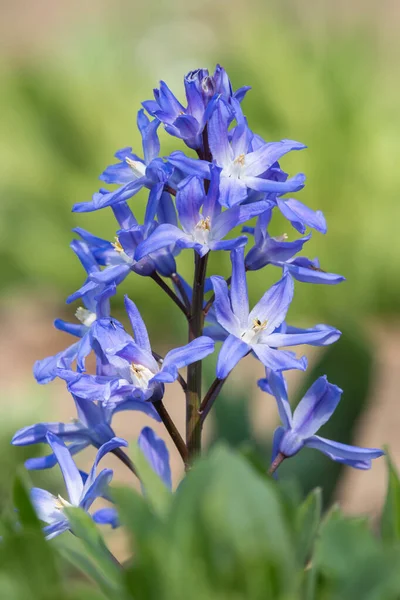 Blisko Chwały Śniegu Scilla Forbesii Kwiaty Rozkwicie — Zdjęcie stockowe