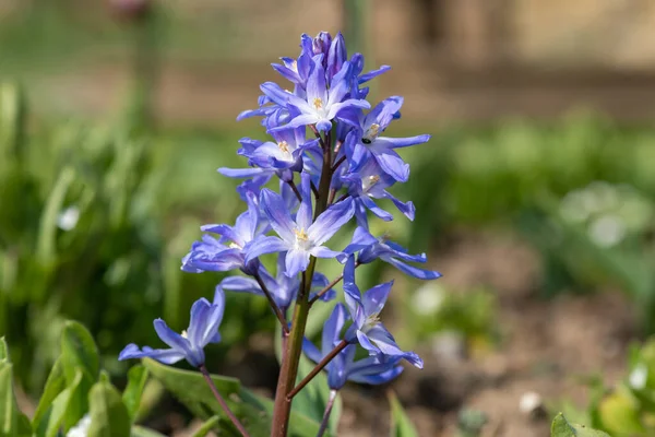 Primer Plano Gloria Nieve Scilla Forbesii Flores Flor —  Fotos de Stock