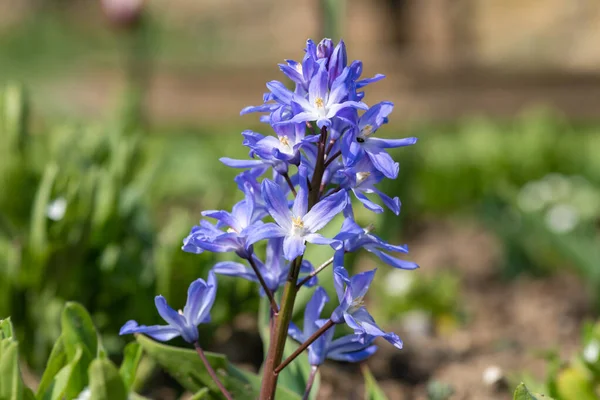 Primer Plano Gloria Nieve Scilla Forbesii Flores Flor —  Fotos de Stock