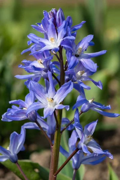 Close Glória Neve Scilla Forbesii Flores Flor — Fotografia de Stock