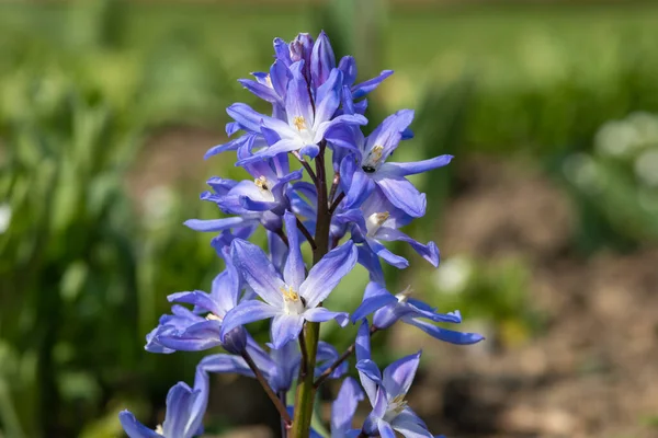 Primer Plano Gloria Nieve Scilla Forbesii Flores Flor —  Fotos de Stock