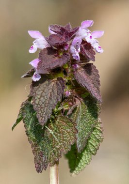 Mor ölü ısırgan otlarının (lamium purpureum) çiçekleri çiçek açarken kapat