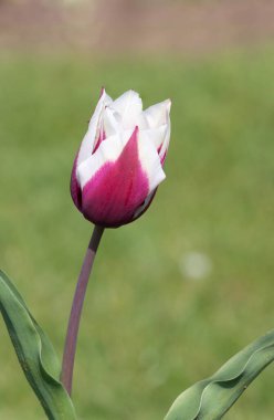 Çiçek açmış pembe beyaz lale çiçeğine yaklaş.