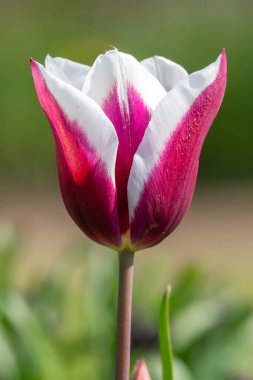 Çiçek açmış pembe beyaz lale çiçeğine yaklaş.