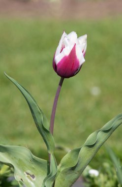 Çiçek açmış pembe beyaz lale çiçeğine yaklaş.