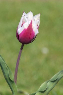 Çiçek açmış pembe beyaz lale çiçeğine yaklaş.