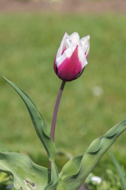 Çiçek açmış pembe beyaz lale çiçeğine yaklaş.