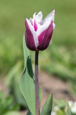 Çiçek açmış pembe beyaz lale çiçeğine yaklaş.