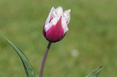 Çiçek açmış pembe beyaz lale çiçeğine yaklaş.