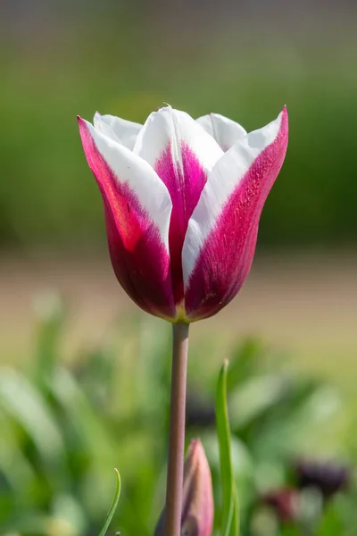 Çiçek Açmış Pembe Beyaz Lale Çiçeğine Yaklaş — Stok fotoğraf