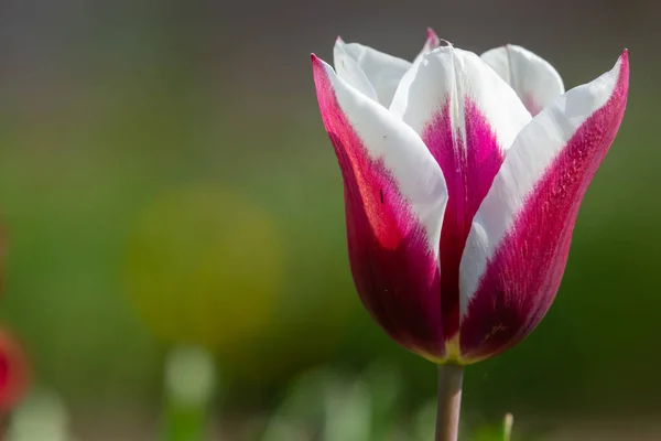 Close Uma Flor Tulipa Rosa Branca Flor — Fotografia de Stock