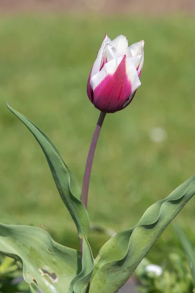 Nahaufnahme Einer Rosa Und Weißen Tulpenblume Blüte — Stockfoto