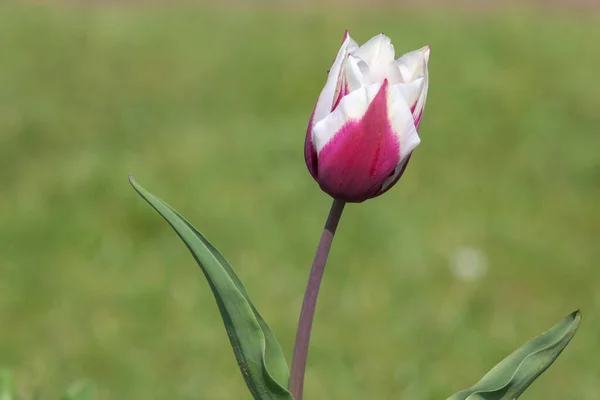 Primer Plano Una Flor Tulipán Rosa Blanca Flor — Foto de Stock