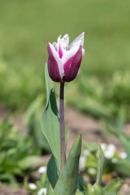 Çiçek açmış pembe beyaz lale çiçeğine yaklaş.