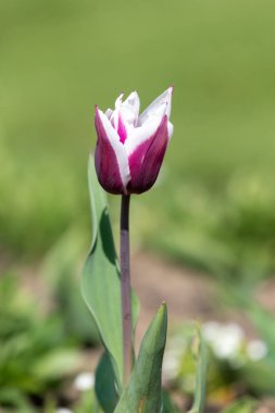 Çiçek açmış pembe beyaz lale çiçeğine yaklaş.