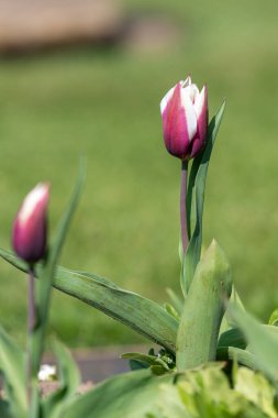 Çiçek açmış pembe beyaz lale çiçeğine yaklaş.
