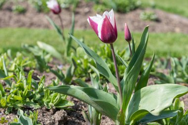 Çiçek açmış pembe beyaz lale çiçeğine yaklaş.