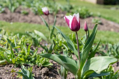 Çiçek açmış pembe beyaz lale çiçeğine yaklaş.