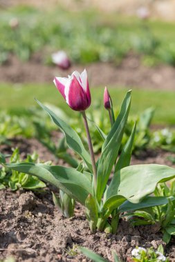 Çiçek açmış pembe beyaz lale çiçeğine yaklaş.