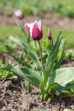 Çiçek açmış pembe beyaz lale çiçeğine yaklaş.