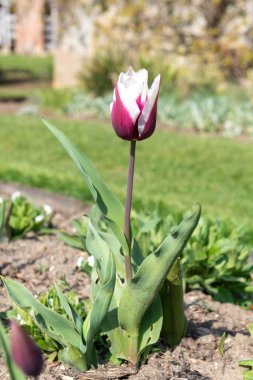 Çiçek açmış pembe beyaz lale çiçeğine yaklaş.
