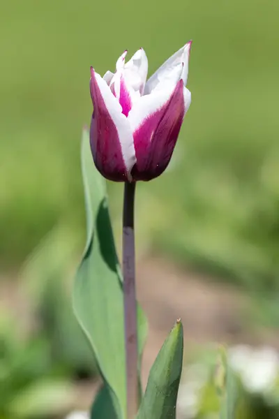 Close Uma Flor Tulipa Rosa Branca Flor — Fotografia de Stock