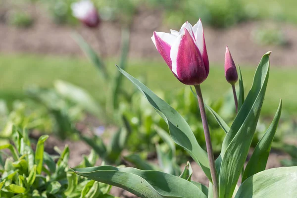 Çiçek açmış pembe beyaz lale çiçeğine yaklaş.