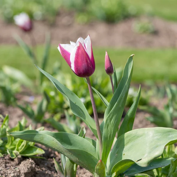 Çiçek açmış pembe beyaz lale çiçeğine yaklaş.