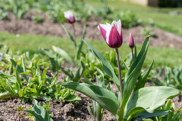 Çiçek açmış pembe beyaz lale çiçeğine yaklaş.