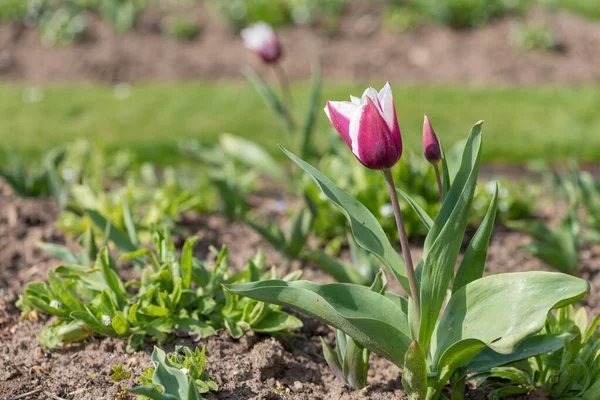 Çiçek açmış pembe beyaz lale çiçeğine yaklaş.