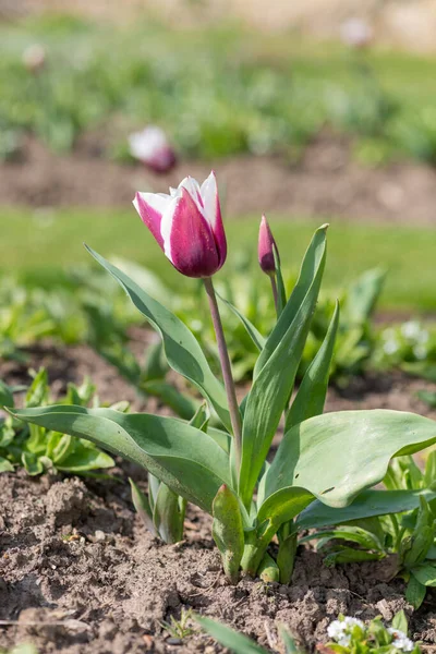 Çiçek açmış pembe beyaz lale çiçeğine yaklaş.