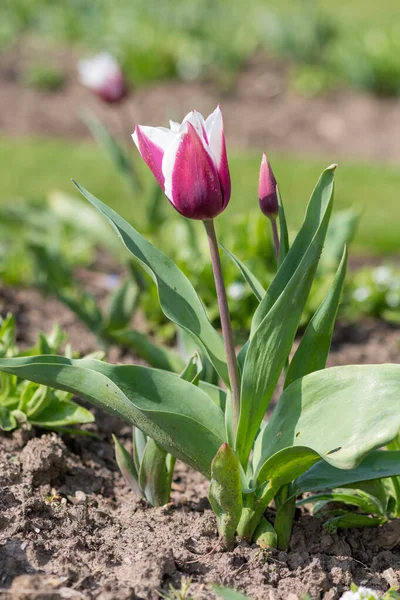 Çiçek açmış pembe beyaz lale çiçeğine yaklaş.