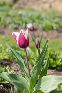 Çiçek açmış pembe beyaz lale çiçeğine yaklaş.
